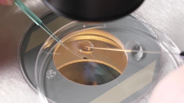 Trabajos de embriólogo realizados bajo microscopio — Vídeo de stock