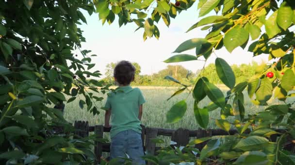 Niño mirando el campo de pie en la valla — Vídeos de Stock