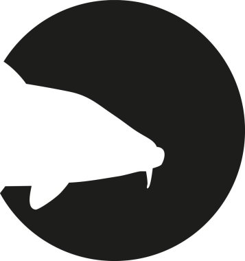 Sazan kafa önünde siyah daire