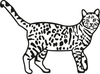 Pars bengal kedisi 
