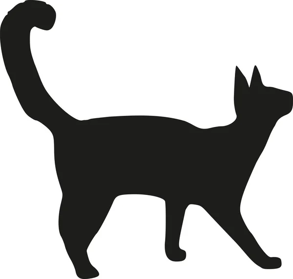 Balinés gato vector — Vector de stock