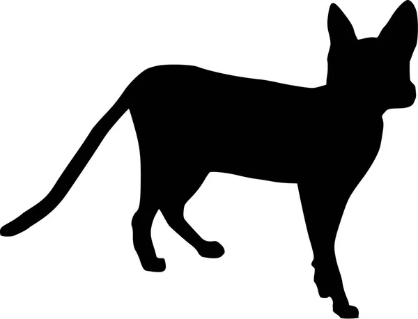 Sphynx Cat vector — Stock Vector