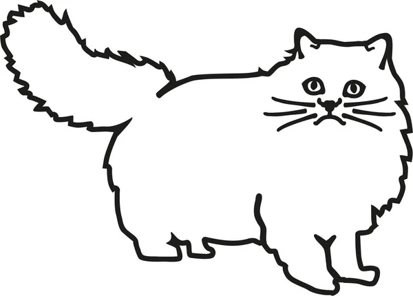 Persisk katt kontur — Stock vektor
