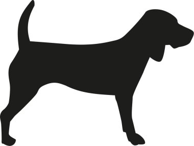 Beagle simge vektör