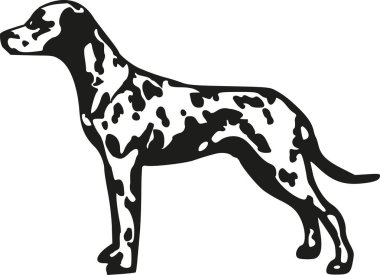 Dalmaçya benekli Koç köpek