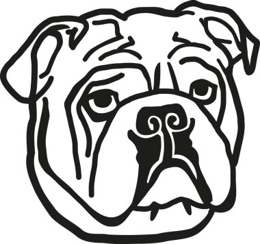 Bulldog baş vektör