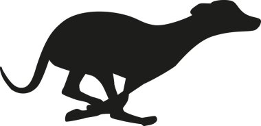 Greyhound vektör çalıştıran