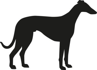 Greyhound siluet vektör