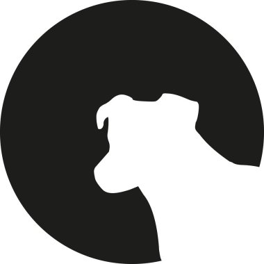 Jack Russell Terrier kafa ay önünde