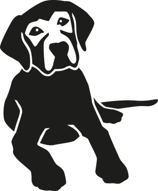 Yalancı labrador geri almak