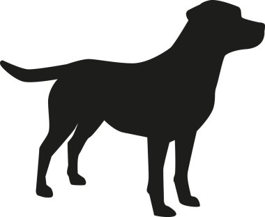 Labrador retriever siluet