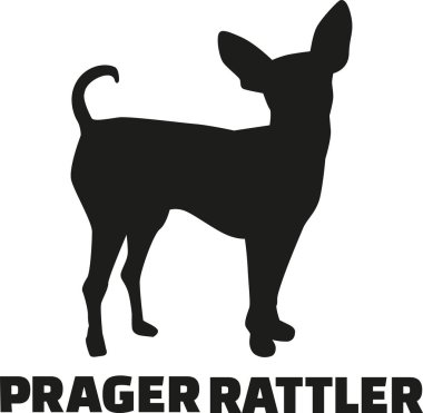 Prag ratter Alman cins adı ile