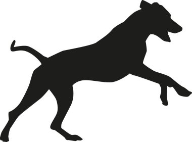 Rodezya ridgeback oynarken 
