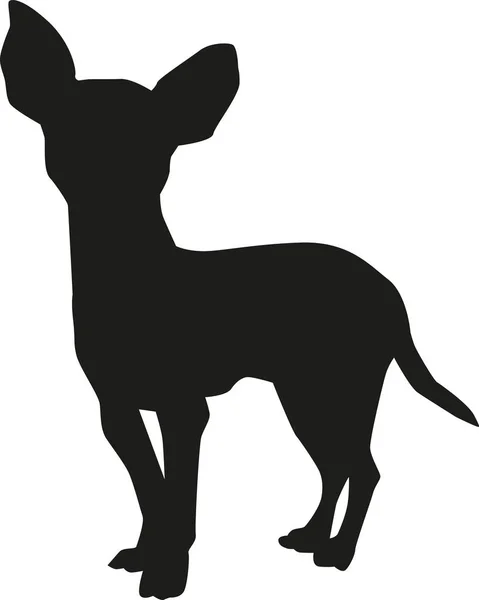 Chihuahua vector vector — Stock Vector