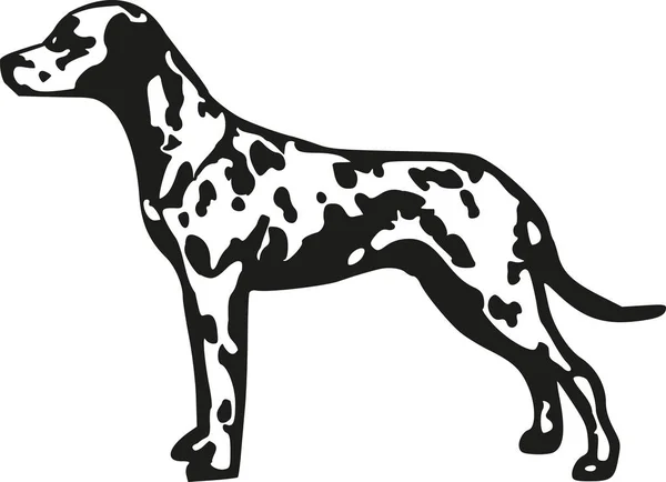 Dalmatian cão treinador manchado — Vetor de Stock