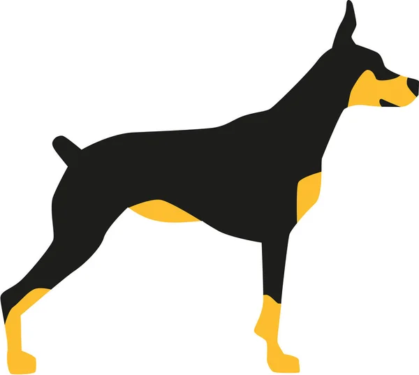 Doberman vector design — Stock Vector