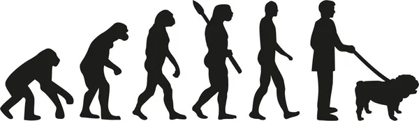 Anglický buldok evoluce — Stockový vektor