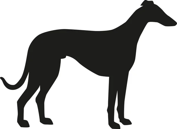 Greyhound silhouette vector — Stock Vector