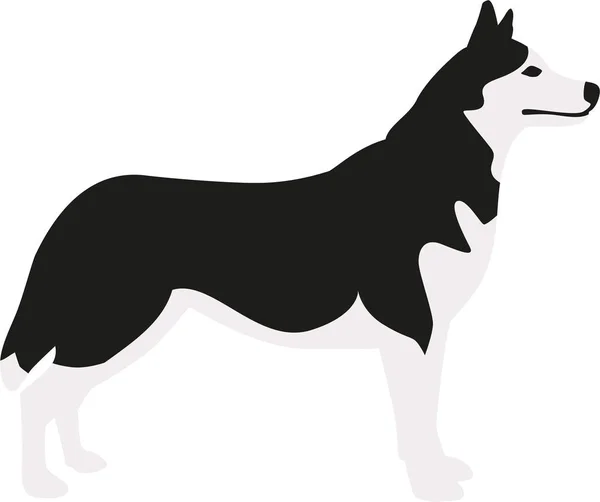 Vetor cão Husky — Vetor de Stock