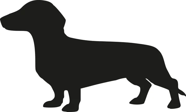 Silhouette of a dachshund — Stock Photo, Image