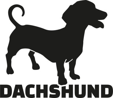 Dachshund cins adı ile
