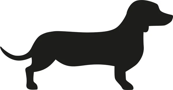 Dachshund icono vector — Vector de stock