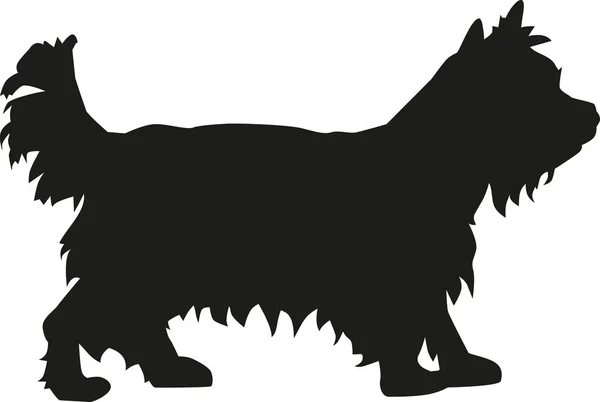 Yorkshire Terrier perro — Vector de stock