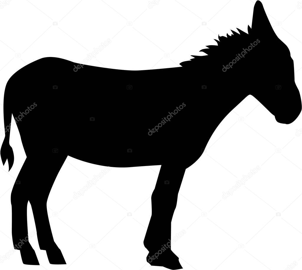 Donkey on white background