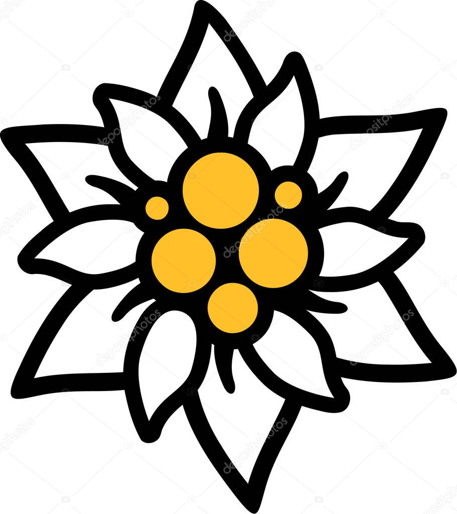 Edelweiss flower vector