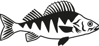 Levrek balığı vektör