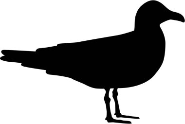 Martı oturma vektör