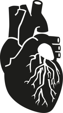 İnsan kalbi organı