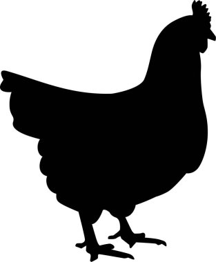 Tavuk siluet vektör