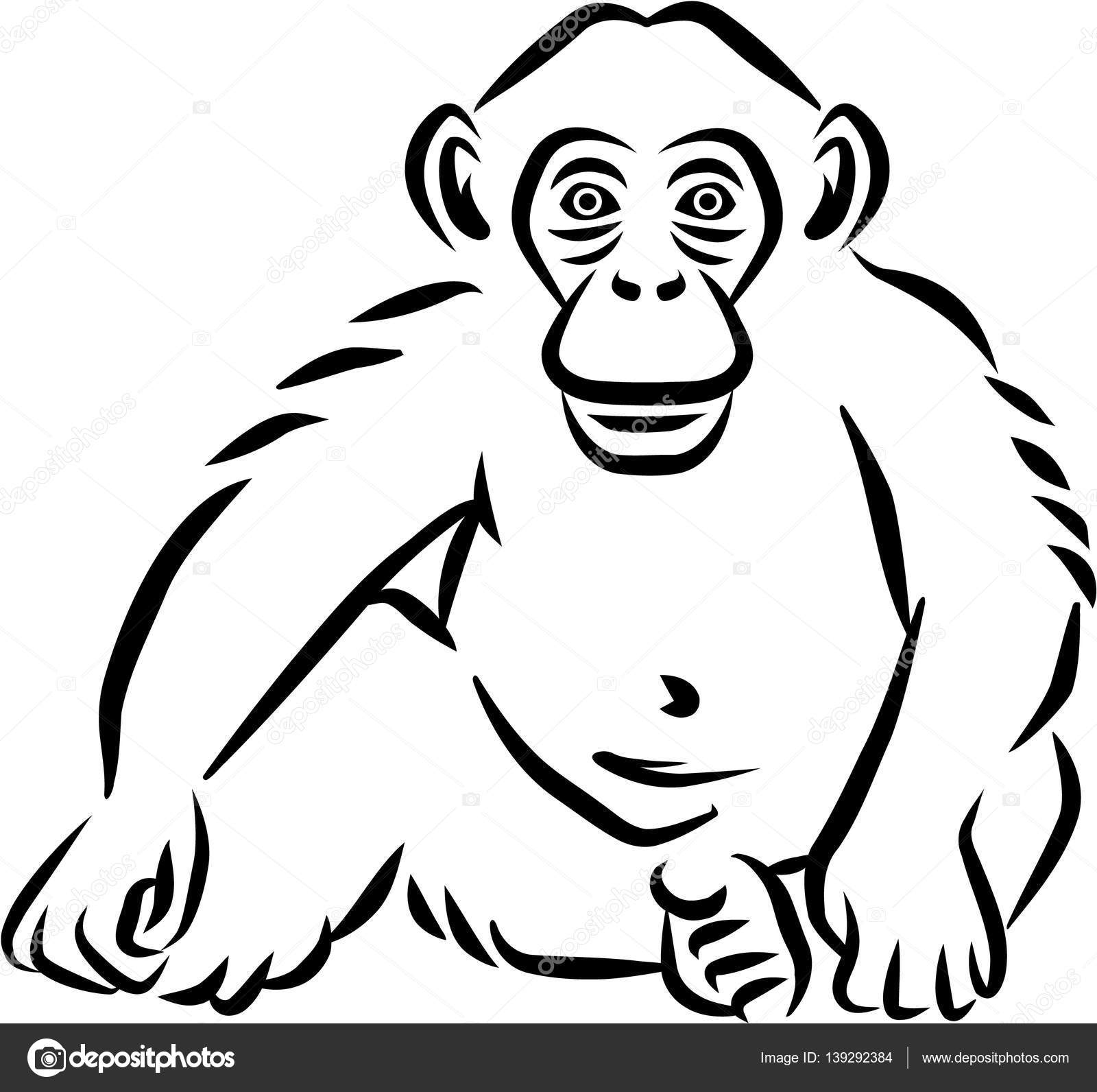 chimpanzee hand drawn chimpanzee hand drawn