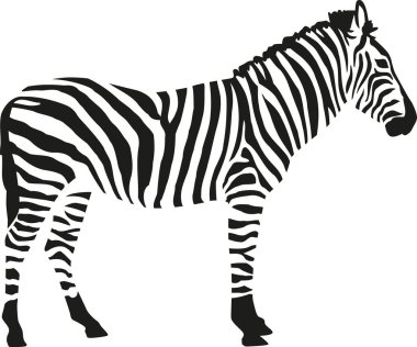 Zebra isloated beyaz zemin üzerine siluet