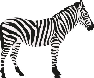 İki renk isloated Zebra