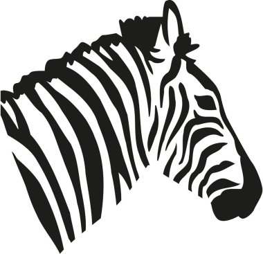 Zebra baş yan görünümden