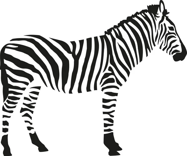 Silhueta Zebra isloated no fundo branco — Vetor de Stock