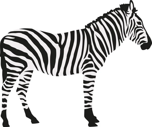 Zebra in due colori isolata — Vettoriale Stock
