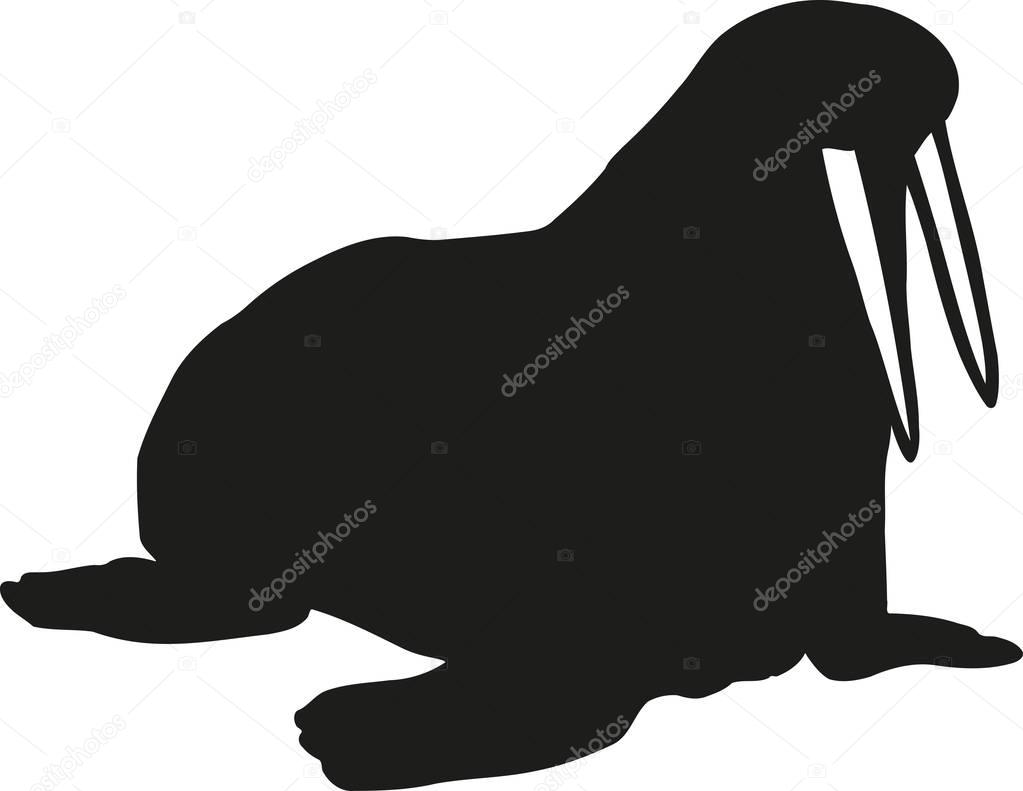 Walrus with big tusk