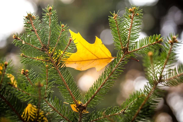 Belle feuille d'automne sur un arbre vert — Photo