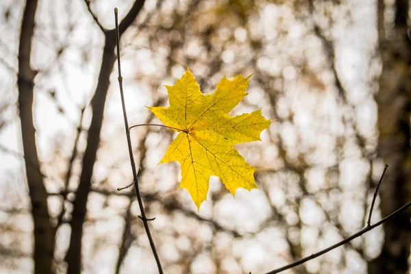 Belle feuille jaune se pèse sur une branche — Photo