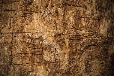 doğal güzel eski ahşap doku