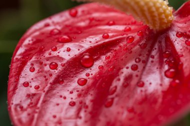 Egzotik çiçek yakın çekim