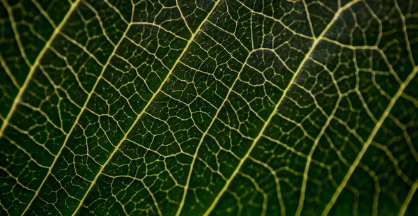Leaf macro texture — Stock Photo, Image