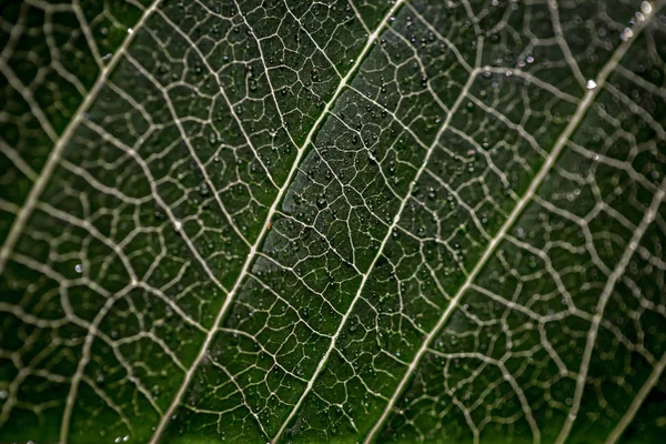 Leaf macro texture — Stock Photo, Image