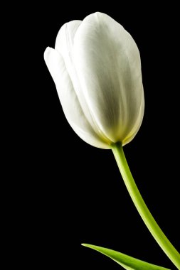 Siyah zemin üzerinde beyaz laleler