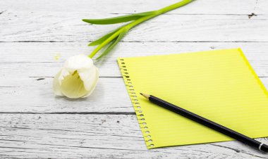 Lale ve kağıt yazıt ile