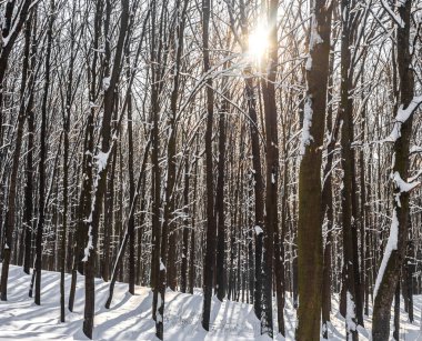 Güzel Kış Ormanı