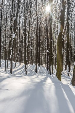 Güzel Kış Ormanı